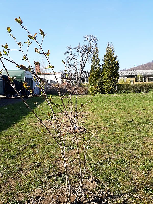 Frisch gepflanzte Ebersche