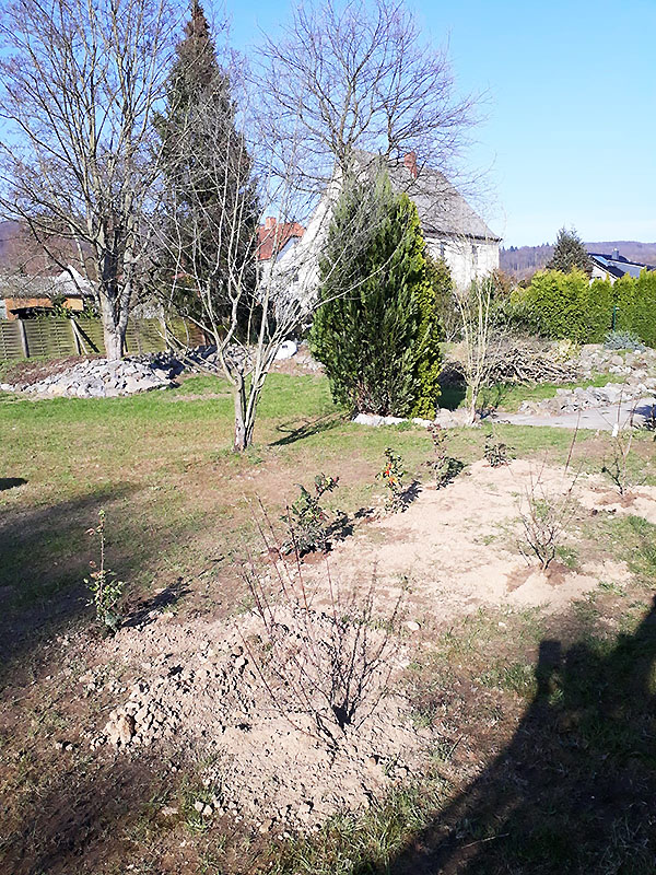 Kornelkirsche und Mahonie frisch gepflanzt