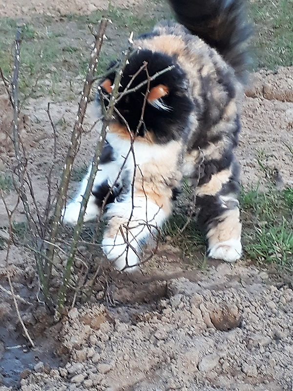 Katze spielt mit Heckenrose