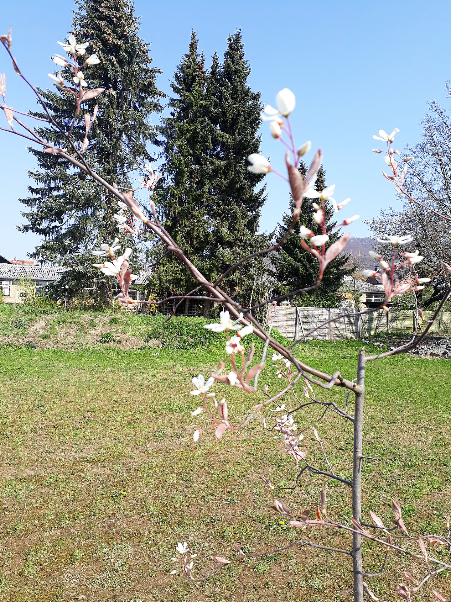 Felsenbirne am Beginn ihrer Blüte