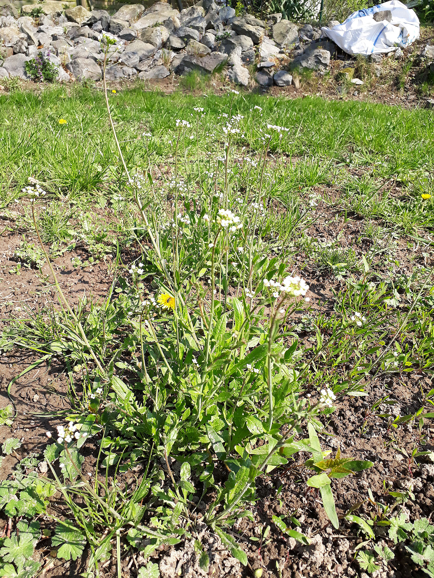 Wildblume im April
