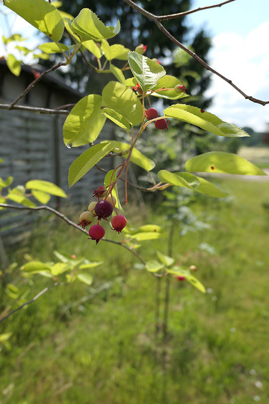 Früchte der Felsenbirne