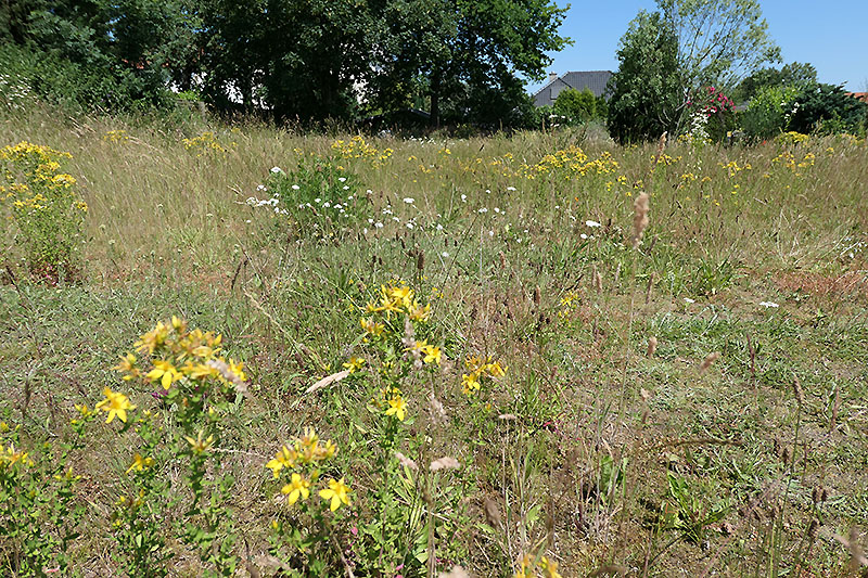 Blick über die Wiese