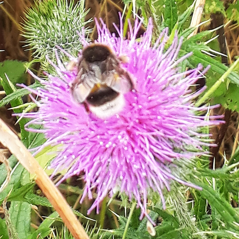 Hummel auf einer Distel