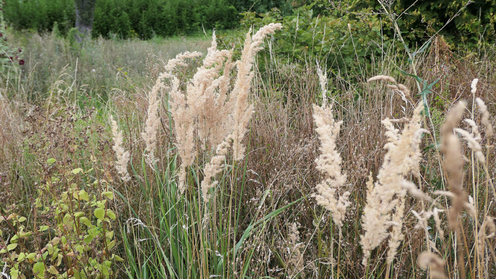 Gräser mit herbstlichem Fingerzeig