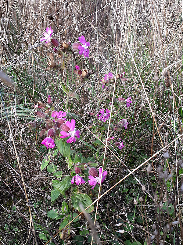 Rote Lichtnelke