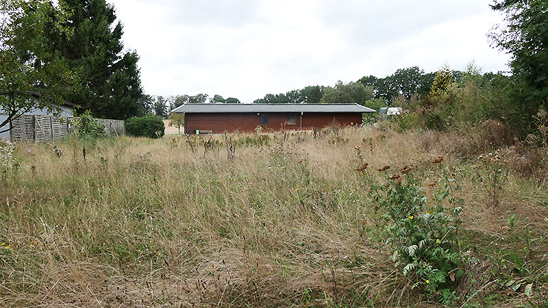 Wildblumen vor dem Herbst