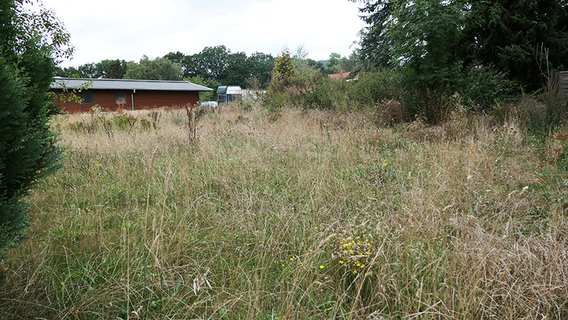 Wildblumen vor dem Herbst, Wiese und Hang