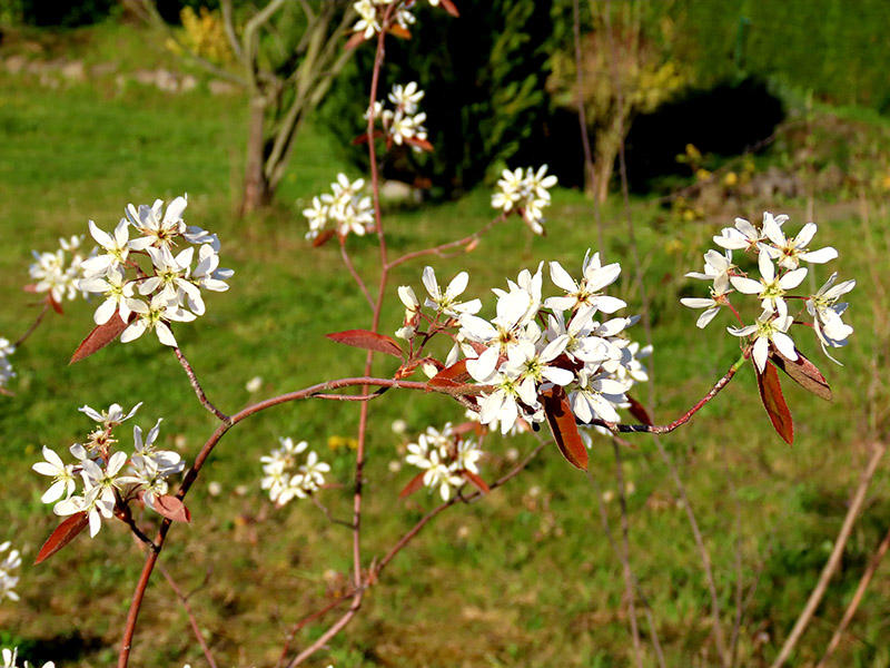 Blüte der Felsenbirne