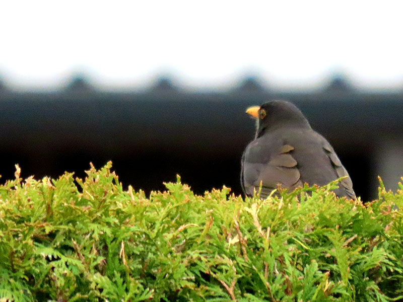 Amsel