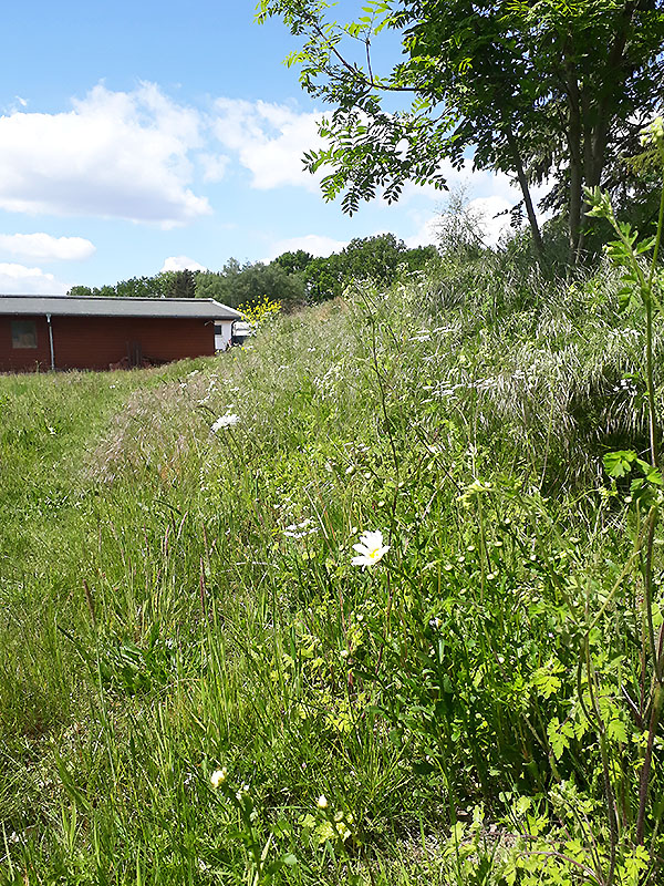 Wall und erste Margerite