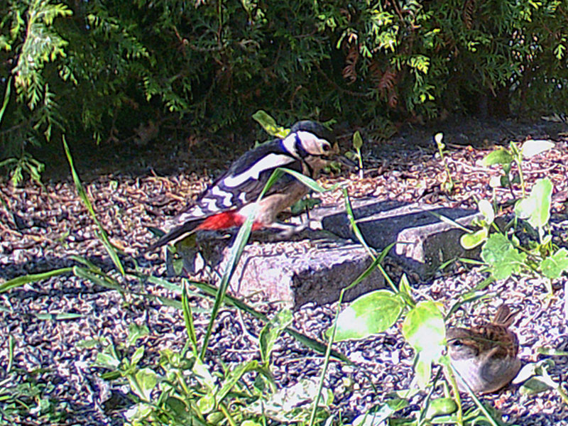 Buntspecht (und Spatz)