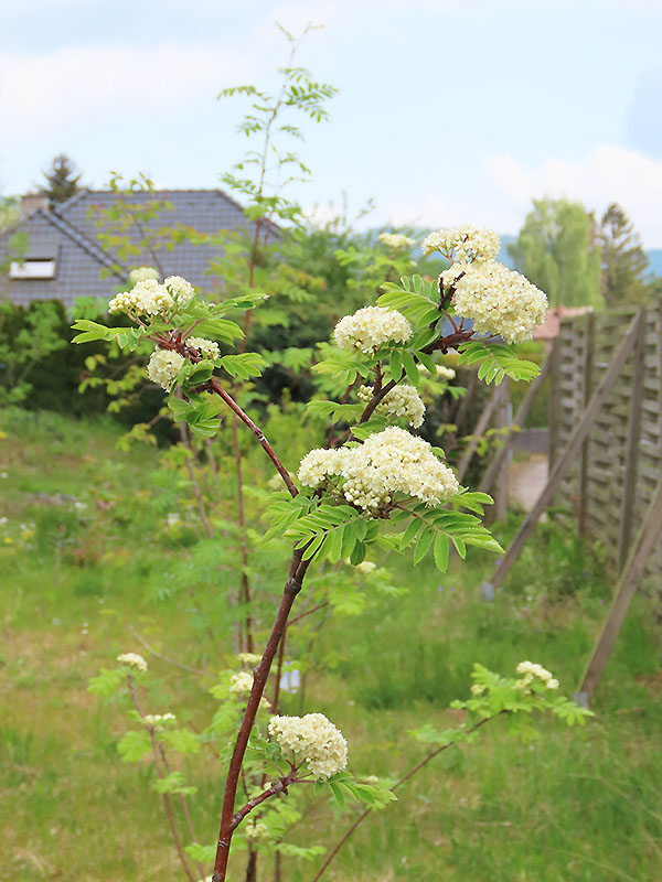 Blüten der Eberesche