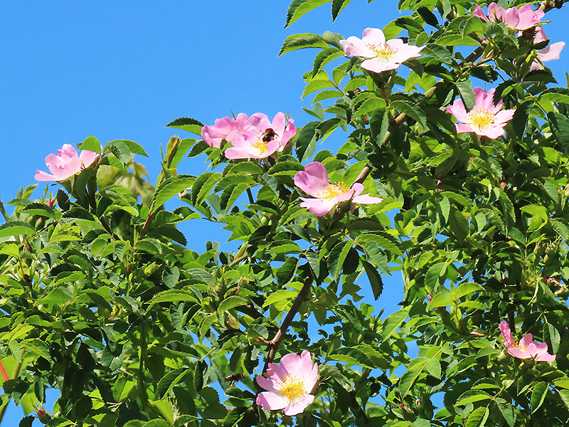 Hummel in Heckenrosenblüte