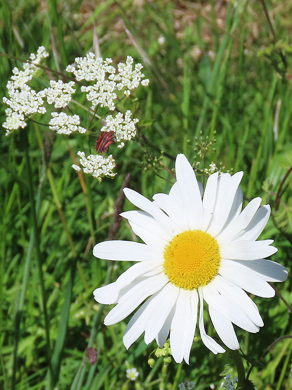 Blüte der Margerite