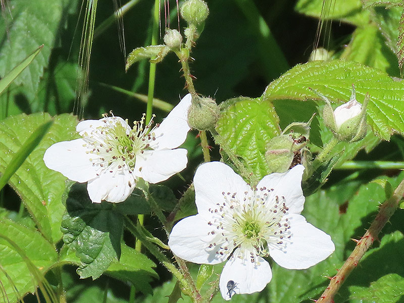 Blüte der Kratzbeere