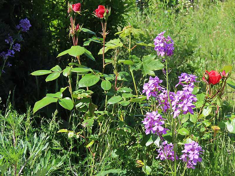 Nachtviole und Rosen