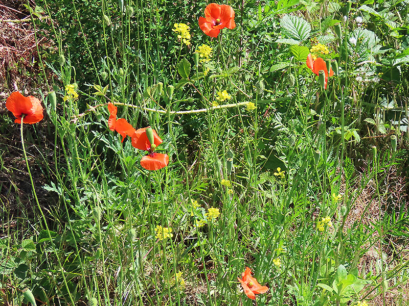 Mohnblumen und Acker-Senf