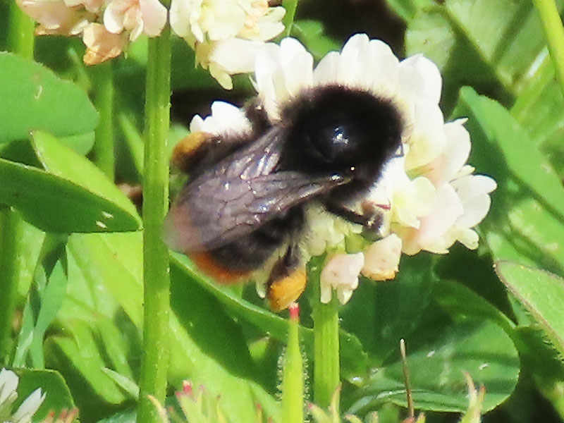 Hummel