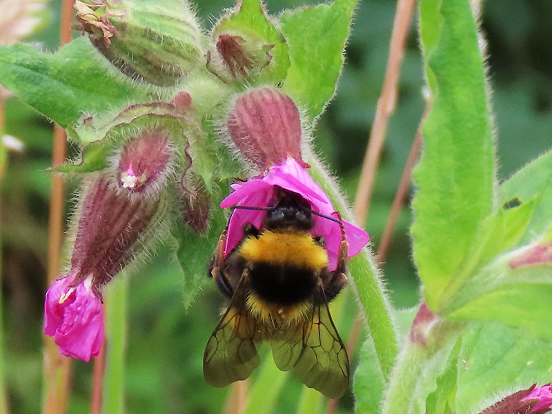 Hummel in Lichtnelke