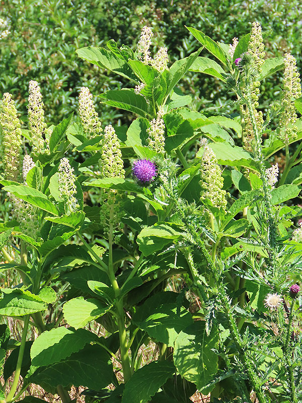 Indische Kermesbeere mit Distel ('violette Kugel')