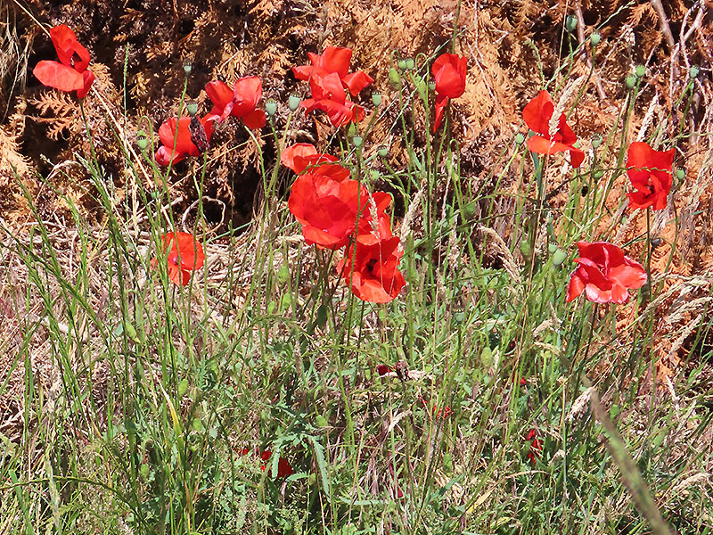 Klatschmohn