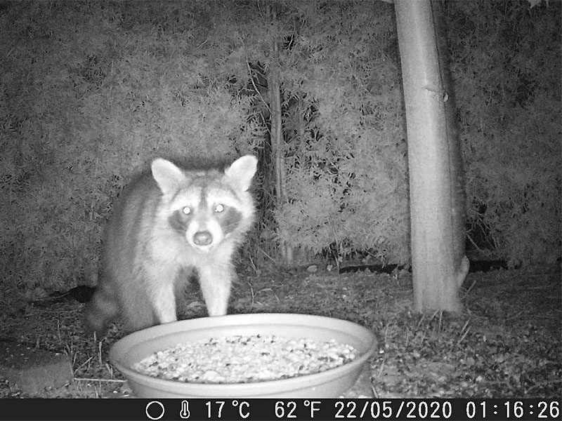 Waschbär bei uns im Garten