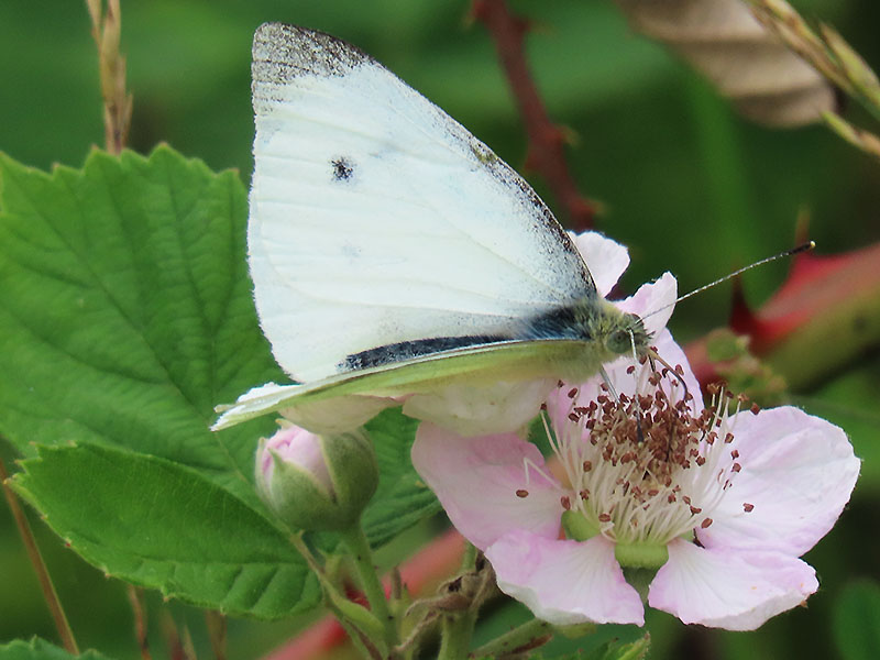 Kohlweißling auf Brombeere