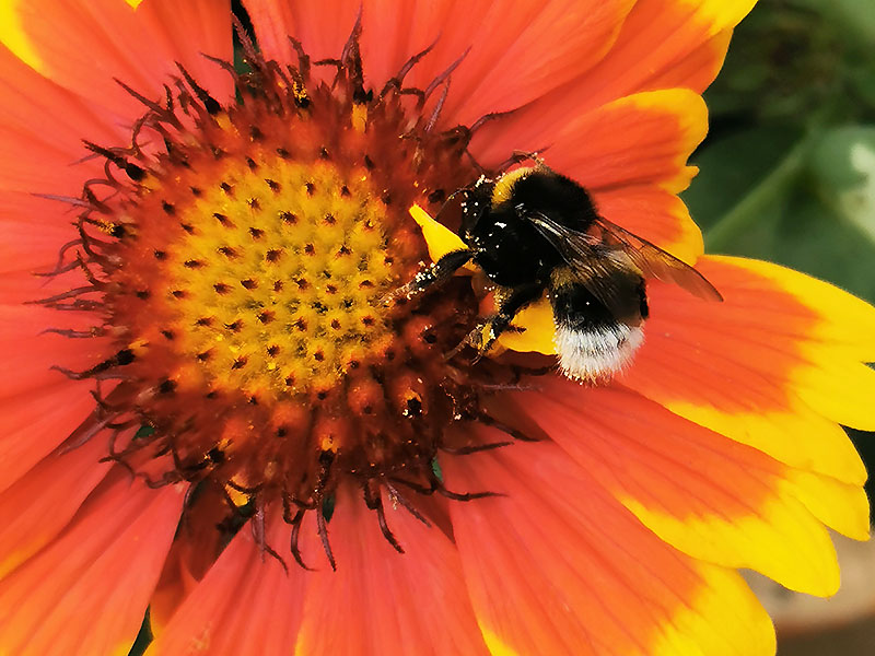 Hummel in Blüte