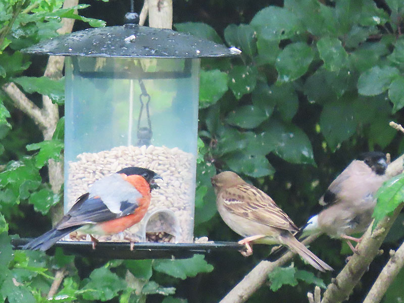 Von links nach rechts - Gimpelmännchen, Spatz, Gimpelweibchen