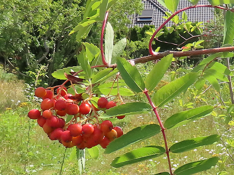 Vogelbeeren der Eberesche