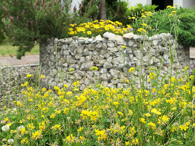 Fingerkraut vor dem Blumenrondell