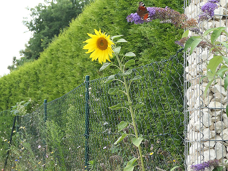 Sonnenblume und Tagpfauenauge an der Grundstücksgrenze