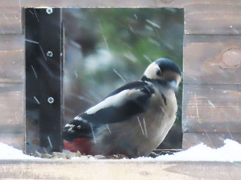 Buntspecht im Vogelhäuschen