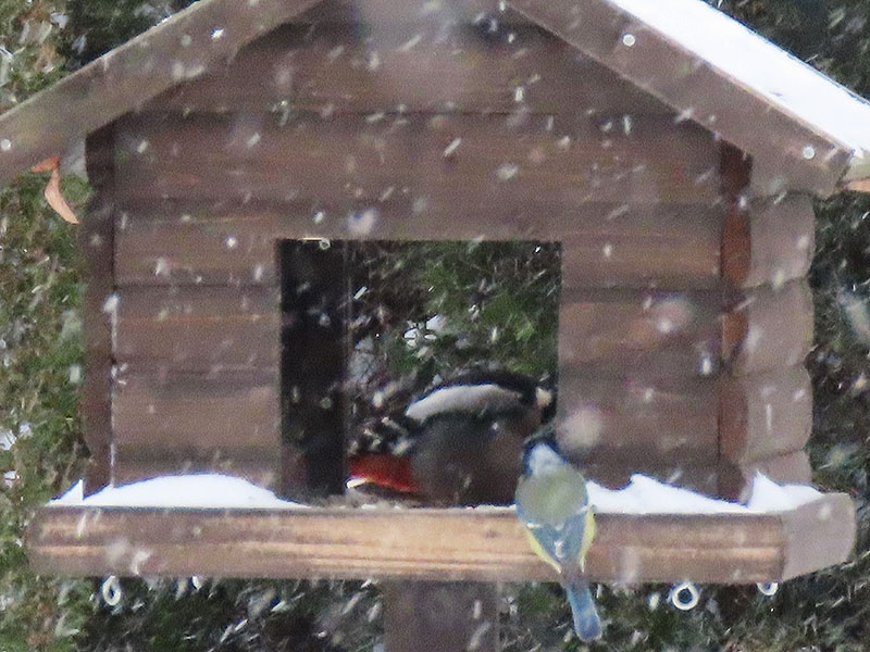 Buntspecht und Meise am Vogelhäuschen