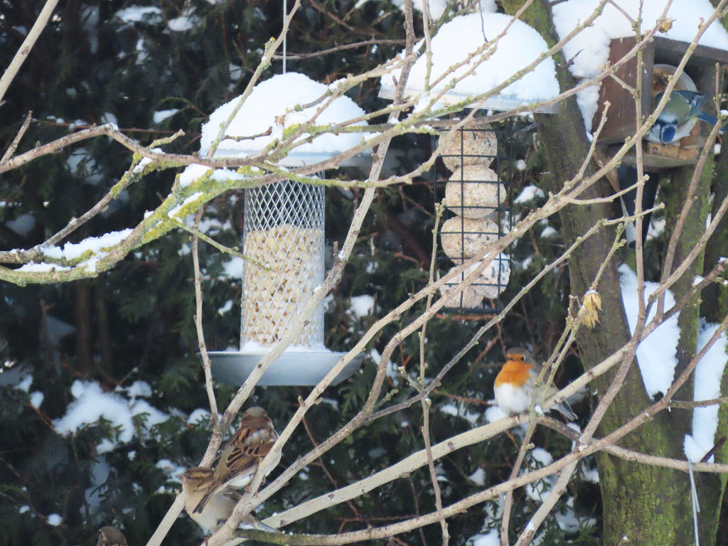 Spatz, Rotkelchen, Blaumeise