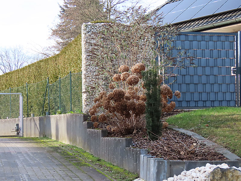 Hinter den Koniferen im Januar