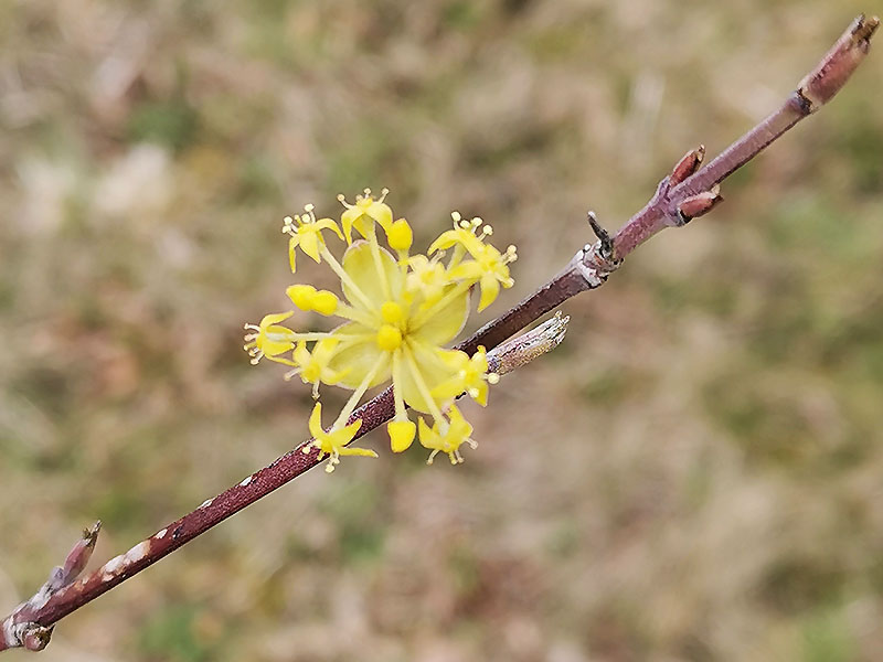 Blüte der Kornelkirsche