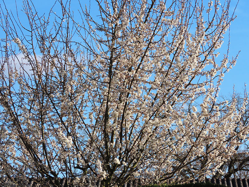 Unser Mirabellenbaum in fast voller Blüte