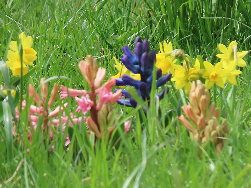 Blumen im Frühjahr aus Blumenzwiebeln