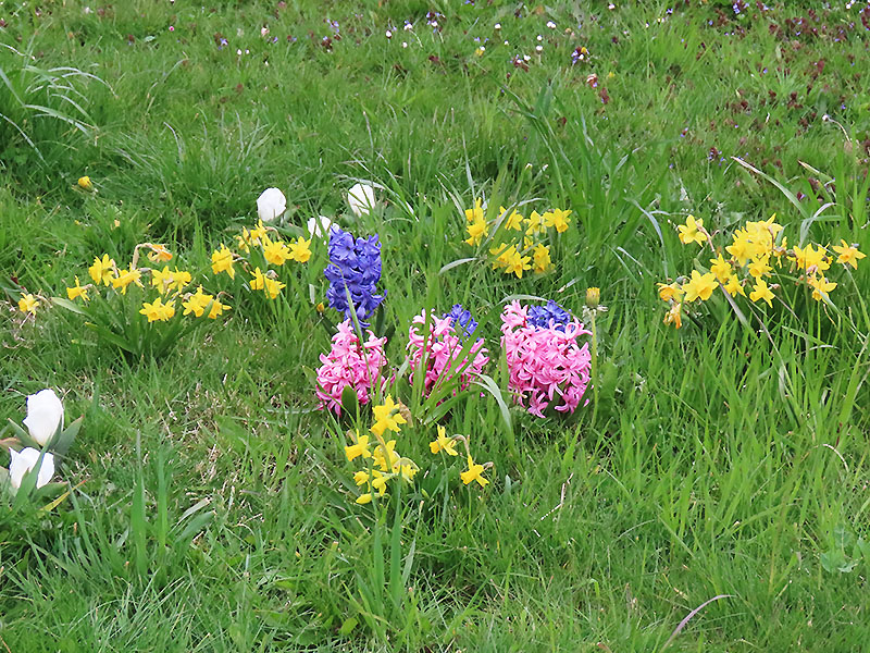 Blumen im Frühjahr aus Blumenzwiebeln