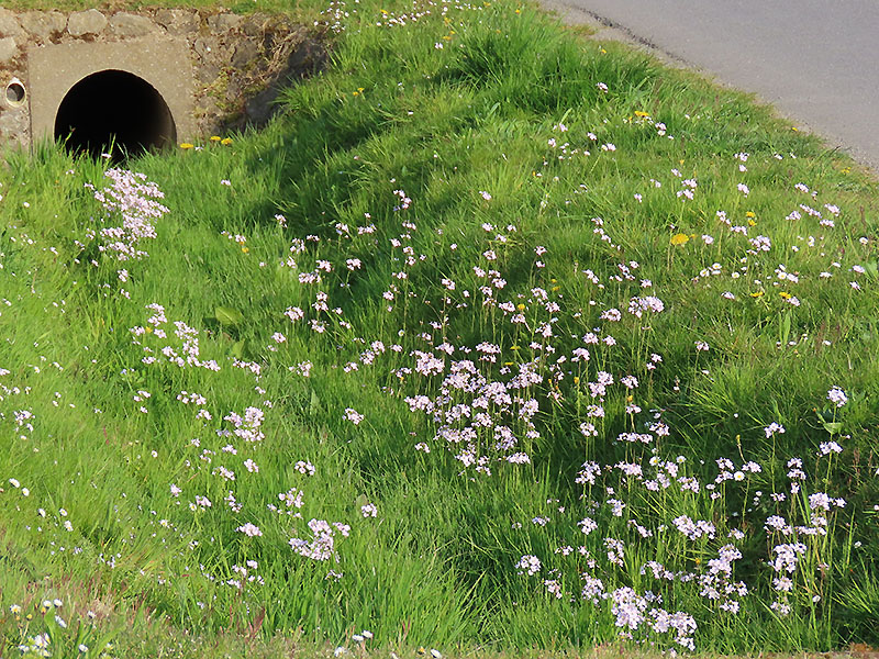 Wiesenschaumkraut