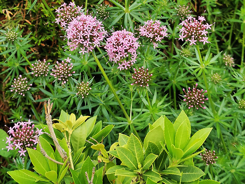 osenwaldmeister mit Blätter der Lavendelheide im Vordergrund