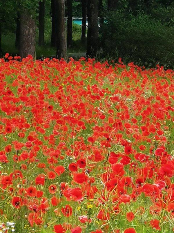 Mohnblumenfeld an der Autobahn hinter Steinbergen