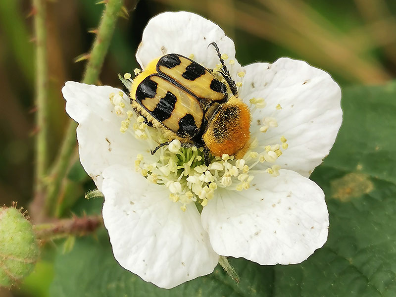 Pinselkäfer