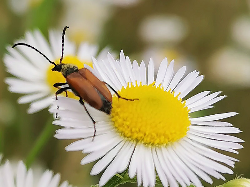 Weichkäfer