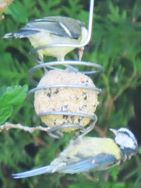 Blaumeisen am Meisenknödel