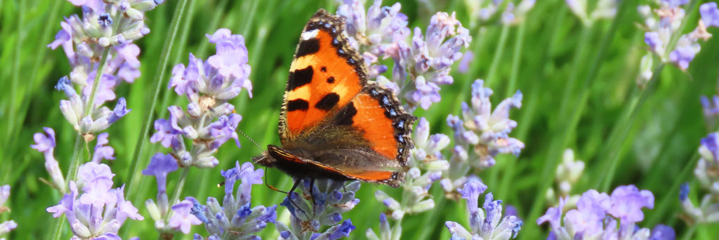 Kleiner Fuchs im Lavendel