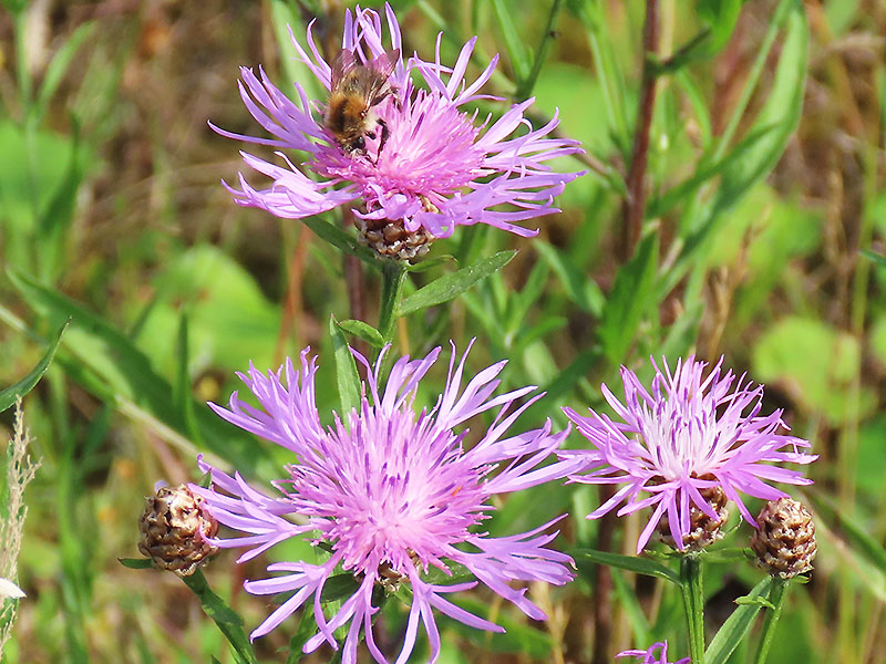 Hummel auf Flockenblume