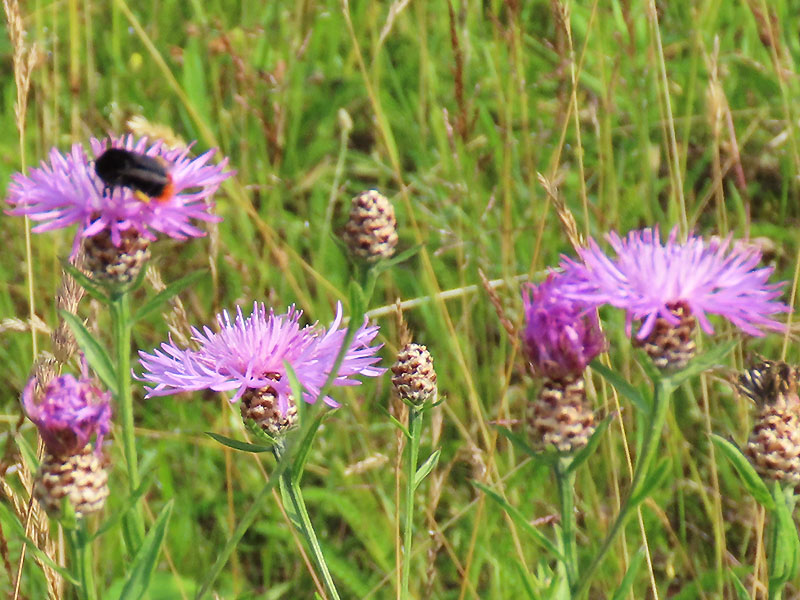 Hummel auf Flockenblume